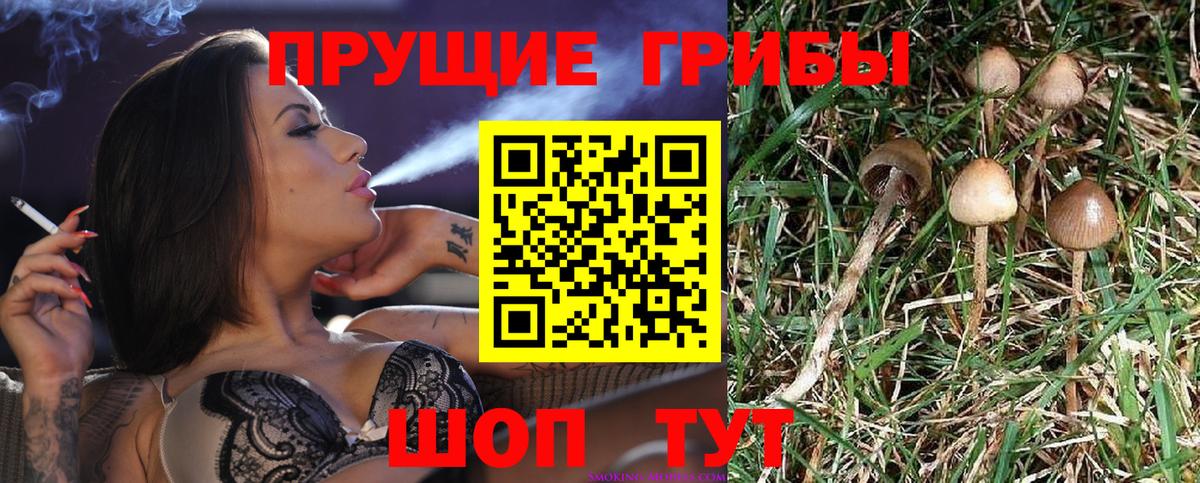 Галлюциногенные грибы Psilocybe  Вход с VPN  Светлоград 